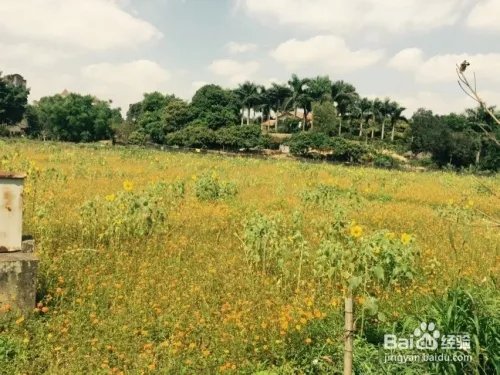 深圳观澜版画村怎么去，好不好玩？