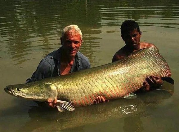 喀纳斯湖水怪到底是什么？难道真的是哲罗鲑？