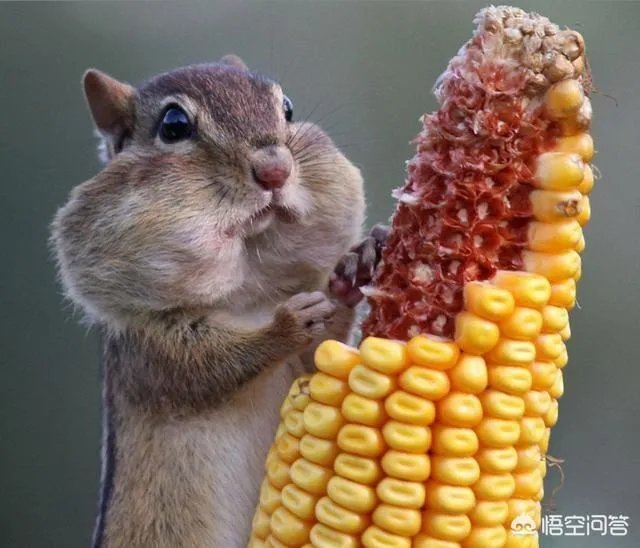 为什么高铁上不卖方便面？