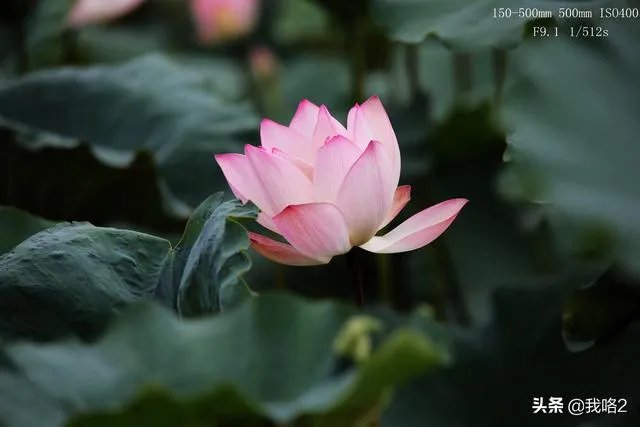 广州流花湖公园好玩嘛？