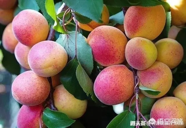 下联：墙里开花墙外红，上联如何对？