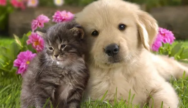 实在放不下！女子花25万成功克隆去世宠物狗，你能接受克隆动物吗？