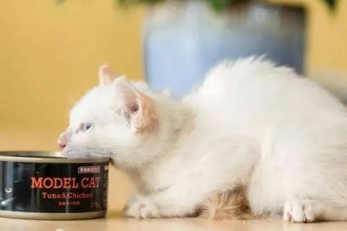 请问国产放心的猫粮品牌有哪些？急急急！！