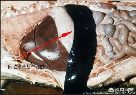 国内突发非洲猪瘟疫情，养殖户该如何诊断确诊非洲猪瘟？