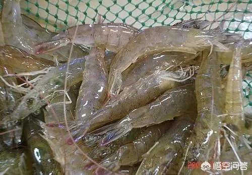 怎么挑选最鲜的海鲜？