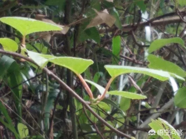 如何辨别信阳毛尖新茶？