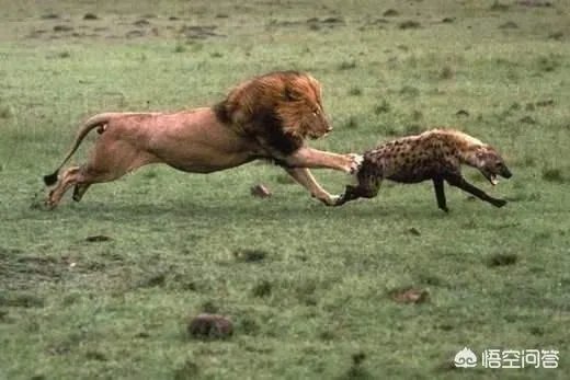 鬣狗狮子
