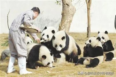 大熊猫爱吃的竹子是草还是树？