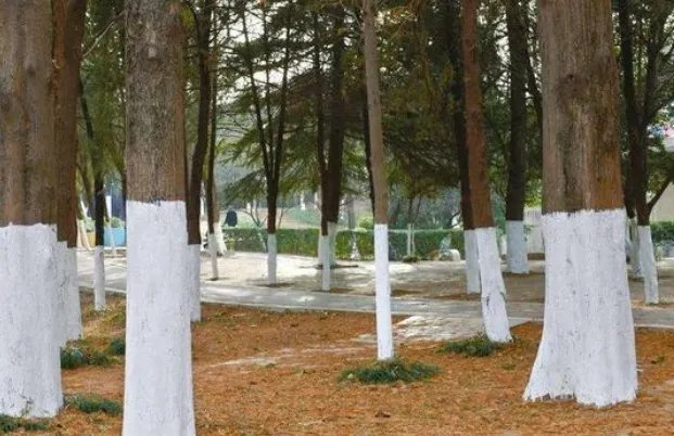 生石灰和熟石灰的区别有哪些