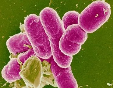 安徽493人发热的原因是什么？