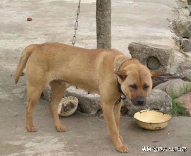 关于禁养中华田园犬（俗称土狗）的内容引发热议对此，你怎么看？