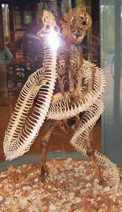 沃那比蛇的科学分类