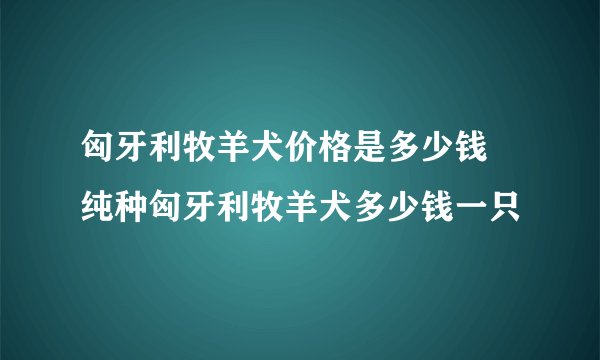 匈牙利牧羊犬价格是多少钱 纯种匈牙利牧羊犬多少钱一只