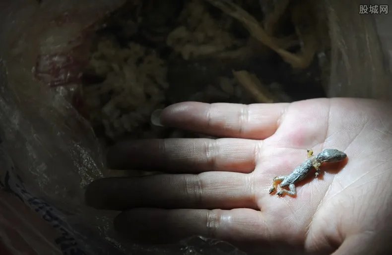 海口查获大壁虎 想购买野生干制品入境需这么做