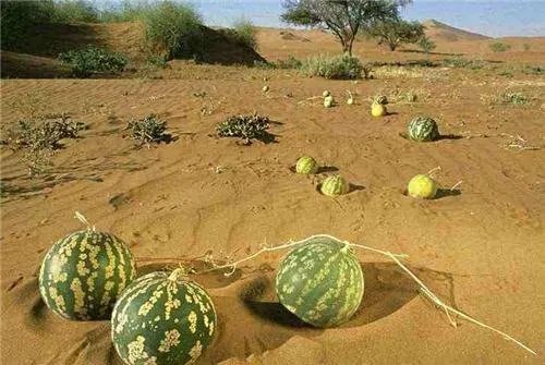 沙漠里遍地都是西瓜，为什么没人敢吃？它是什么东西？