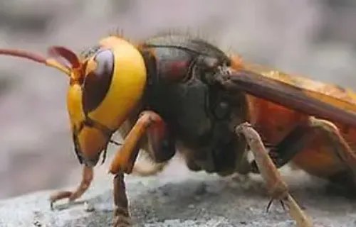 世界上最毒的虫子