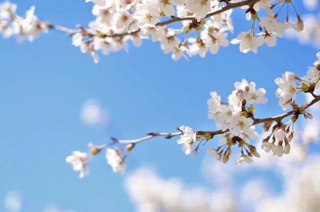 描写春分的唯美句子 关于春分的优美有意境的句子