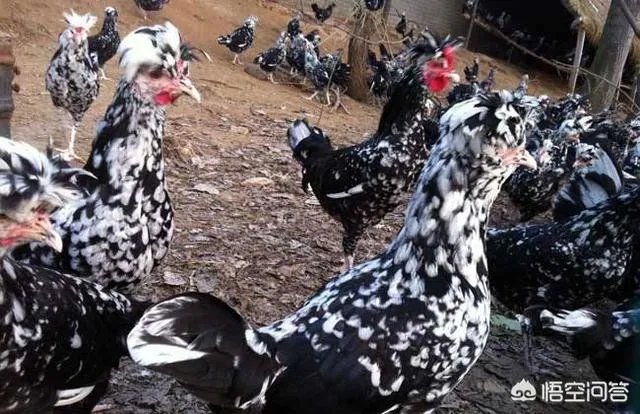 怎样养殖贵妃鸡？