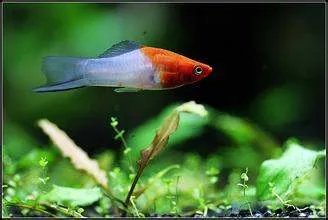 观赏鱼图片及名称红白剑鱼这种鱼怎么形成的