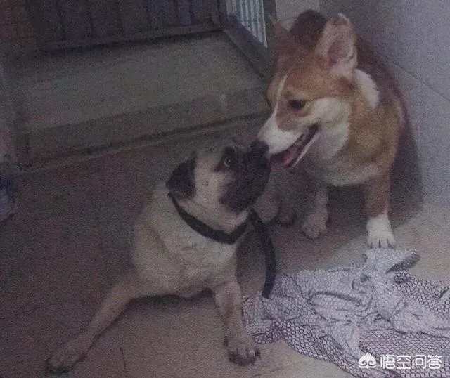 养柯基是怎样一种体验？