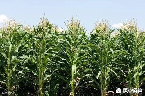 关于农业生产的俗语有哪些？