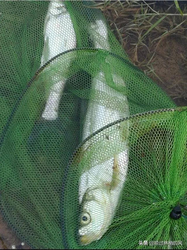 喜欢野钓，发现好多河边都写着禁止钓鱼，有时候硬着头皮去钓，这种行为是不是很low？