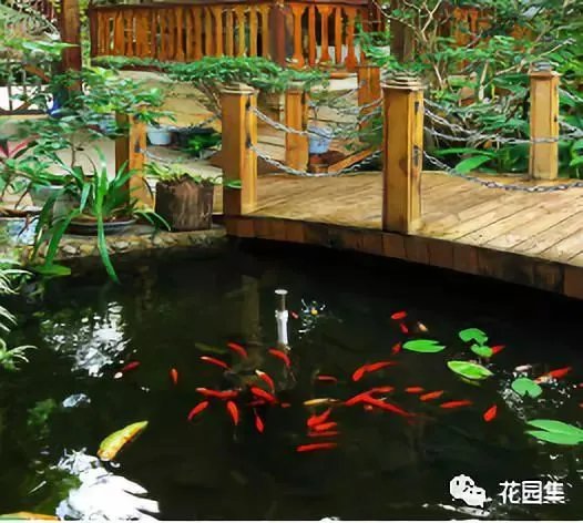 纯天然庭院鱼池打造攻略，生态、省心又实惠！赶紧收藏