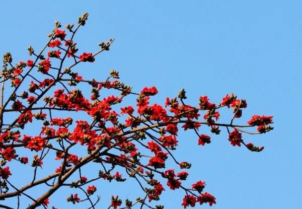 广州的市花是什么