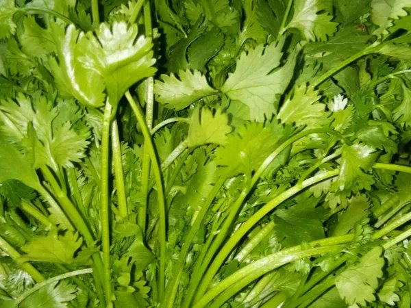 驴肉饺子馅配什么菜最好