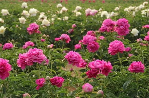 芍药花什么时候开放 如何让芍药花开得更美