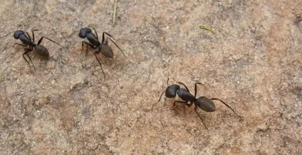 海口一女子将奶茶溅入电脑显示屏致蚂蚁筑巢，这种情况还能修好吗？