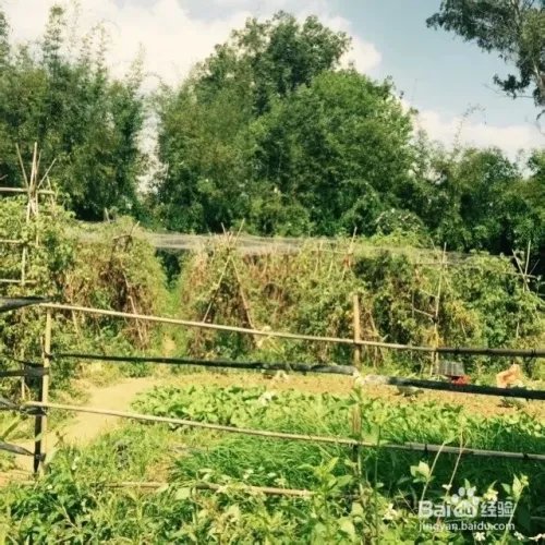 深圳观澜版画村怎么去，好不好玩？