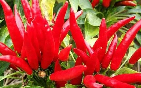 世界最辣的辣椒排名