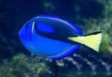 北京海洋馆成人门票多少钱