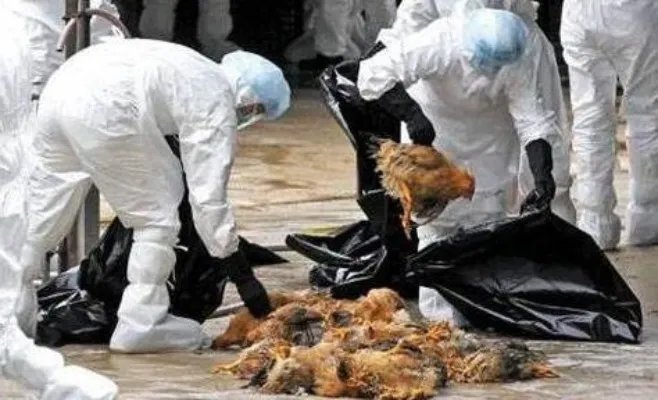 台湾发现禽流感什么情况 台湾禽流感最新信息介绍