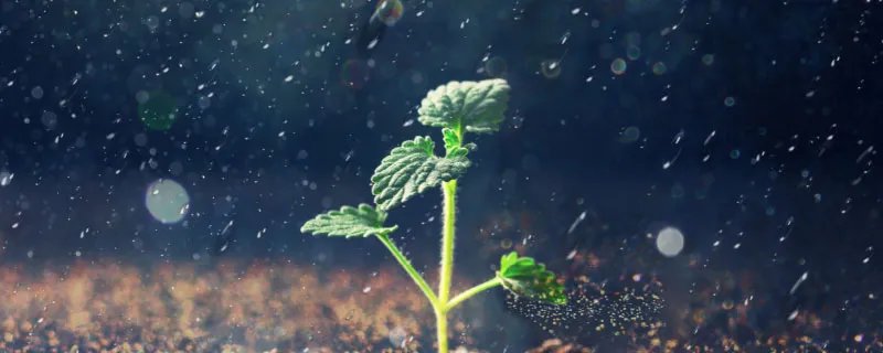 滴水观音的作用  滴水观音有哪些作用