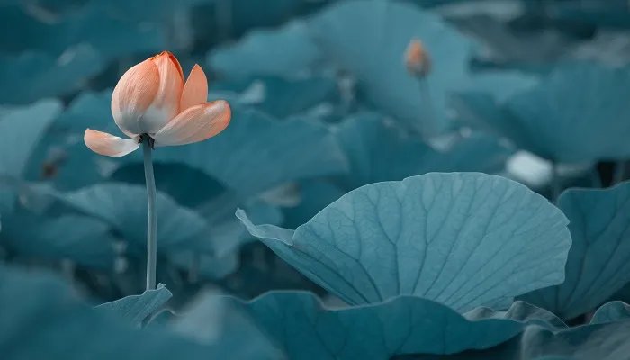 赠刘景文表达了作者什么样的感情 赠刘景文表达的是什么