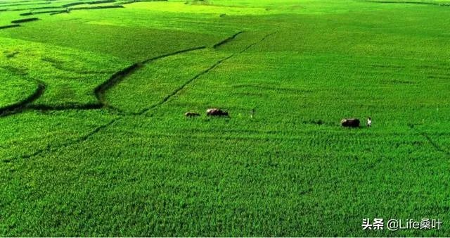 什么什么的田野填词语？