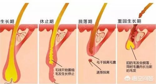 鲁尼植发这件事，大家这么看？