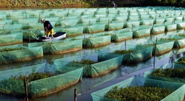 中国黄鳝之都的鳝苗繁育