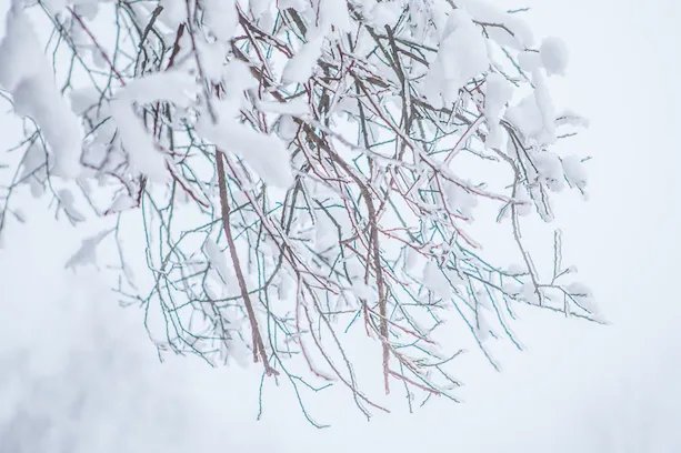 2020三九天时间表 2020年三九是哪天