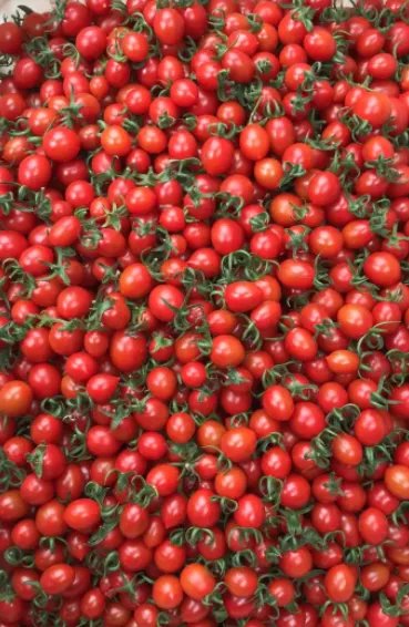 沈阳阳性圣女果已致11人感染，这批阳性圣女果到底从而来？