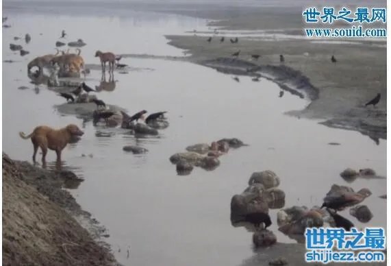 恐怖的印度水葬现场图片，超级重口味(还是别看了) 