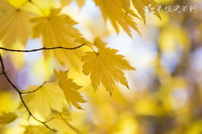 泾阳茯茶哪家最正宗