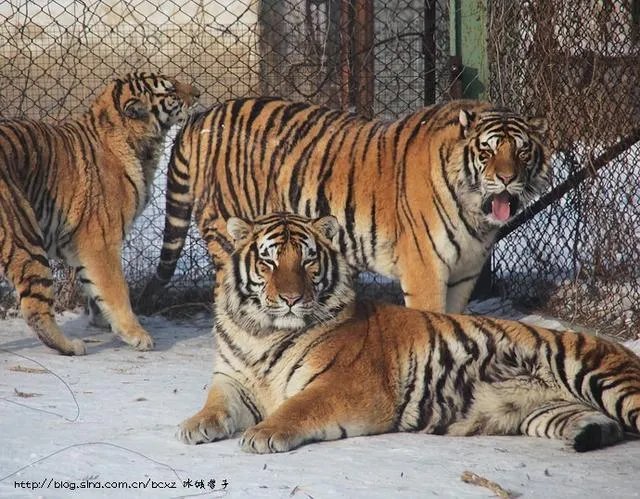 哈尔滨的东北虎林园好玩吗？