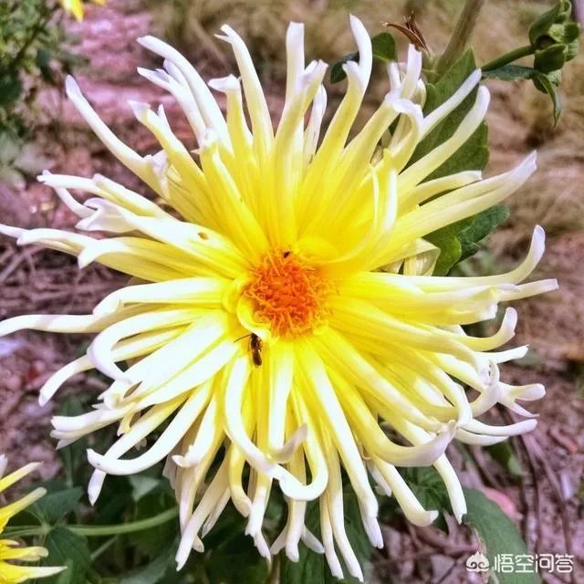 下联：墙里开花墙外红，上联如何对？