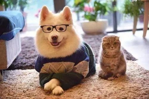 顺德警方凌晨通报：将金毛犬活活打死的贵宾犬主人已被刑拘，你怎么看？