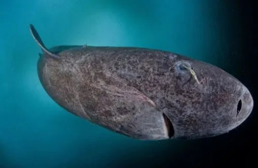 最近发现了四百岁的格陵兰鲨鱼，它为何能活这么久？