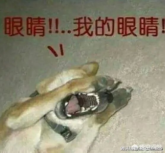 孕妇吃火锅捞出老鼠，店家疑称“给2万把孩子打了”，对此你怎么看？