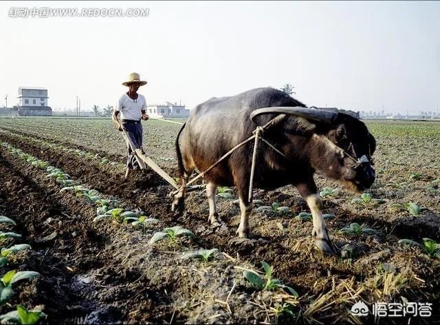 关于农业生产的俗语有哪些？